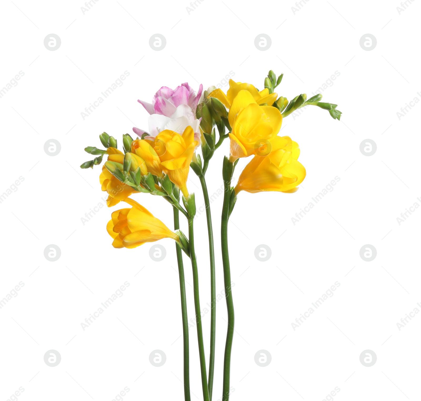 Photo of Beautiful colorful freesia flowers on white background