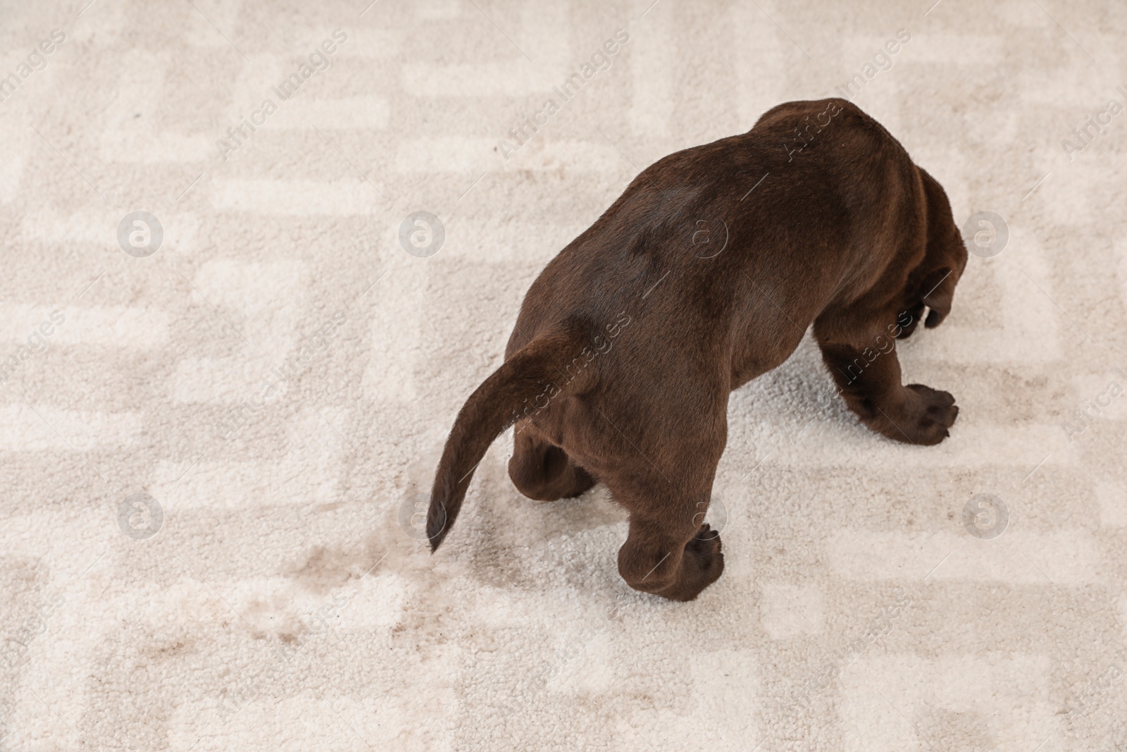 Photo of Chocolate Labrador Retriever puppy and wet spot on carpet