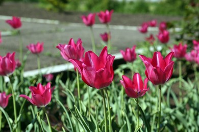 Photo of Beautiful pink tulips growing in garden, closeup. Spring season