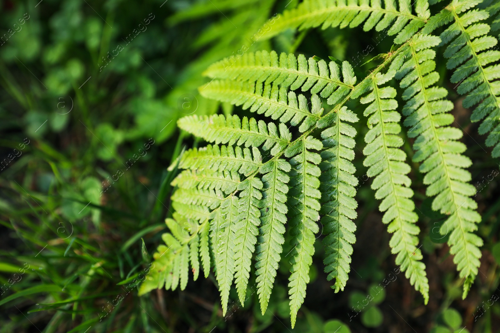 Photo of Green fern growing in forest, closeup view