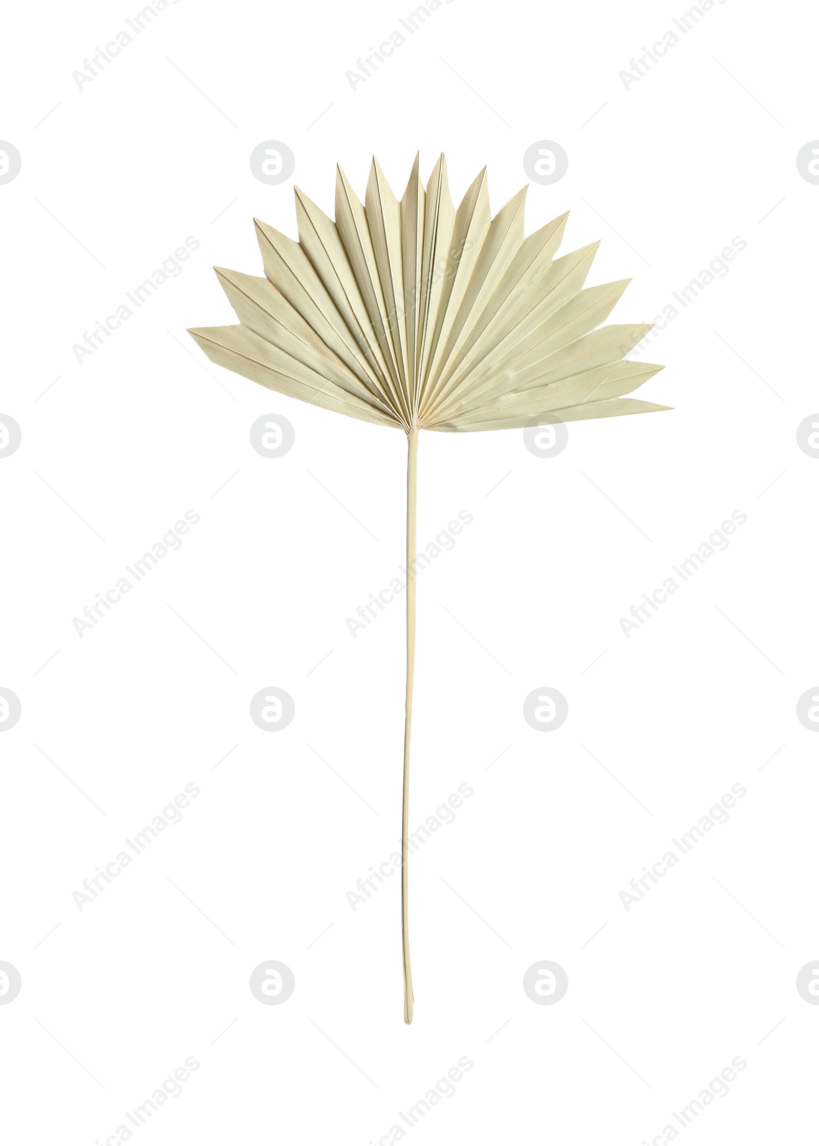 Photo of Dry leaf of fan palm tree isolated on white