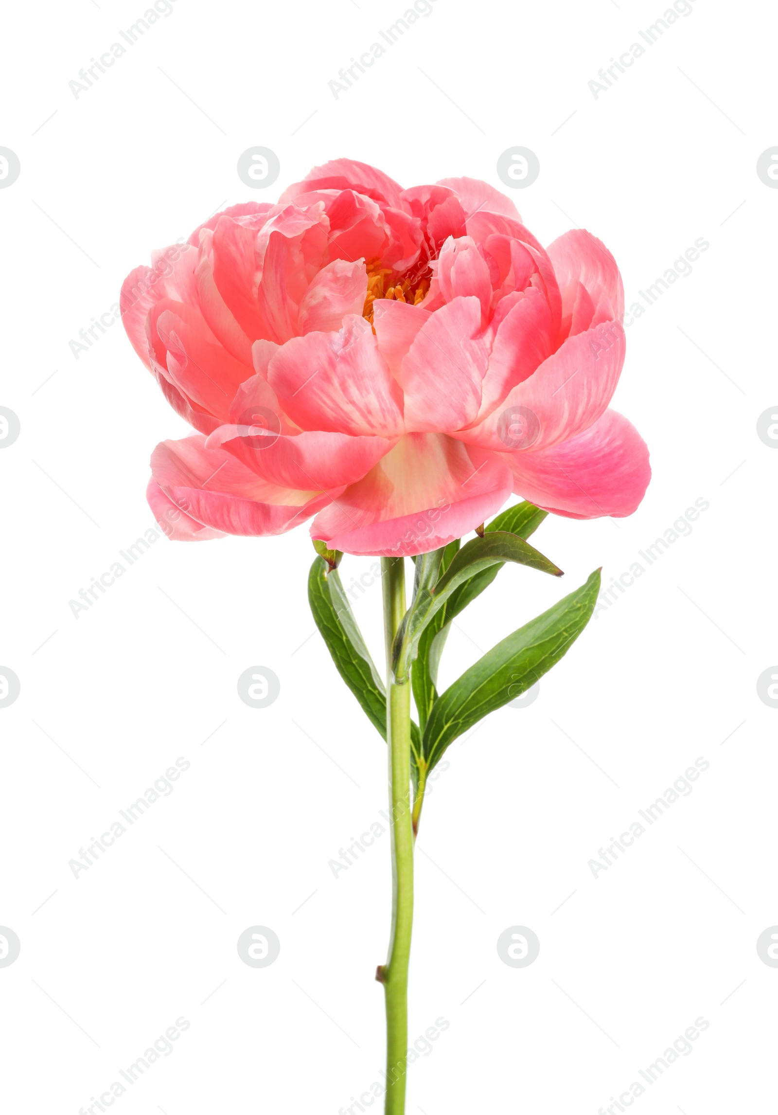 Photo of Beautiful blooming pink peony isolated on white