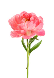 Photo of Beautiful blooming pink peony isolated on white