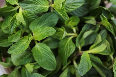 Closeup view of fresh mint, space for text. Aromatic herb