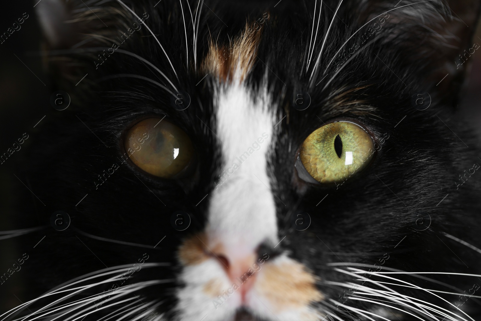 Photo of Cute cat with corneal opacity in eye, closeup