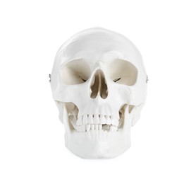 Photo of Human skull with teeth isolated on white