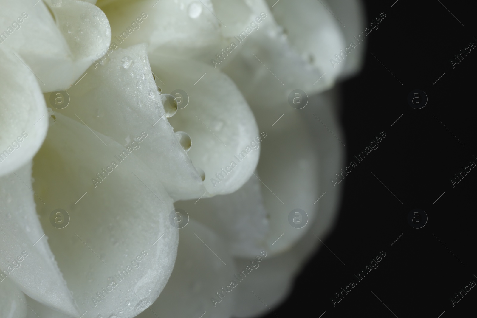 Photo of Beautiful flower with water drops on black background, macro. Space for text