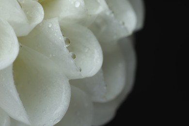 Beautiful flower with water drops on black background, macro. Space for text