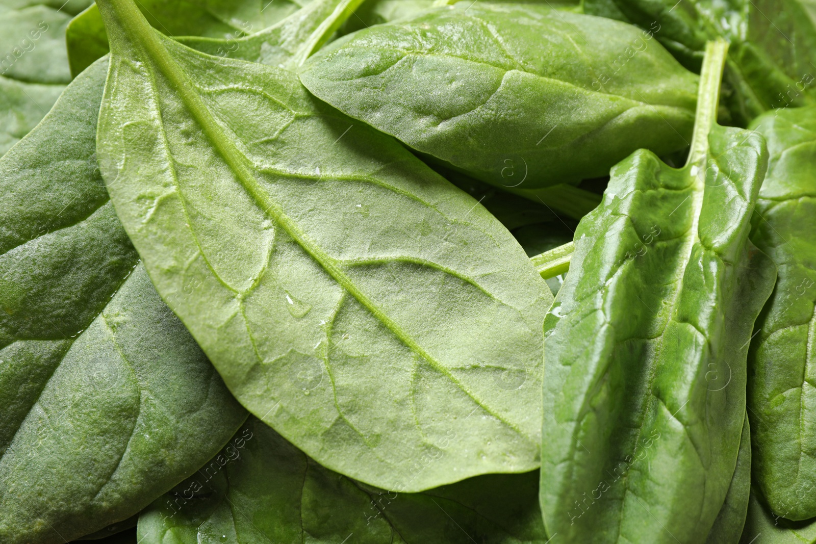 Photo of Fresh green healthy spinach as background, closeup view