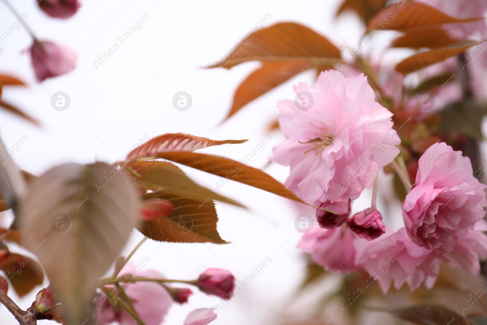 Photo of Closeup view of blossoming pink sakura tree outdoors