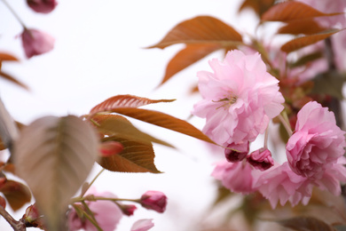 Closeup view of blossoming pink sakura tree outdoors