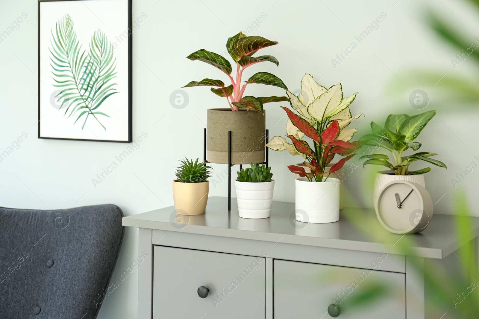 Photo of Different houseplants on chest of drawers in room