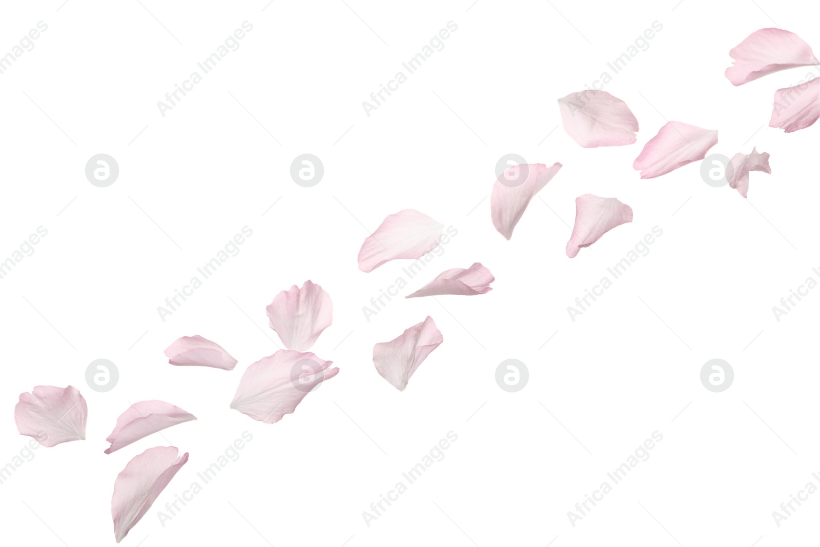 Photo of Beautiful pink sakura blossom petals isolated on white