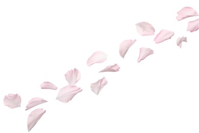 Photo of Beautiful pink sakura blossom petals isolated on white