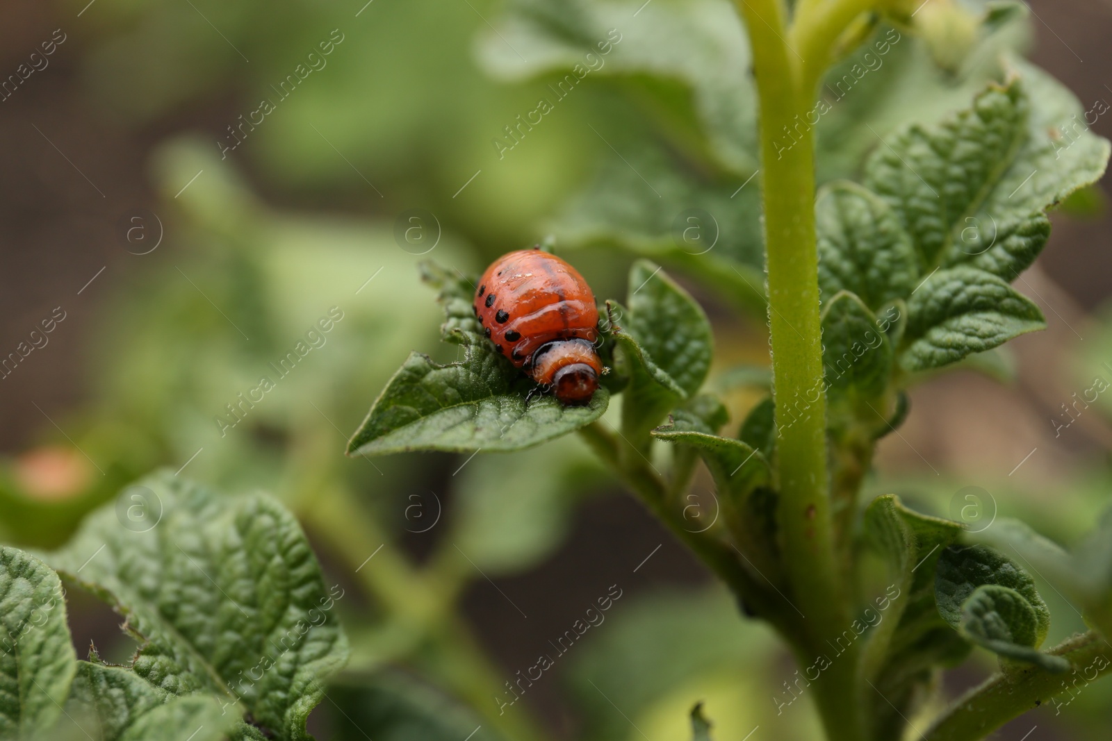 Photo of Larva of colorado beetle on potato plant outdoors, closeup