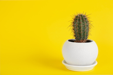 Photo of Potted cactus on yellow background, space for text