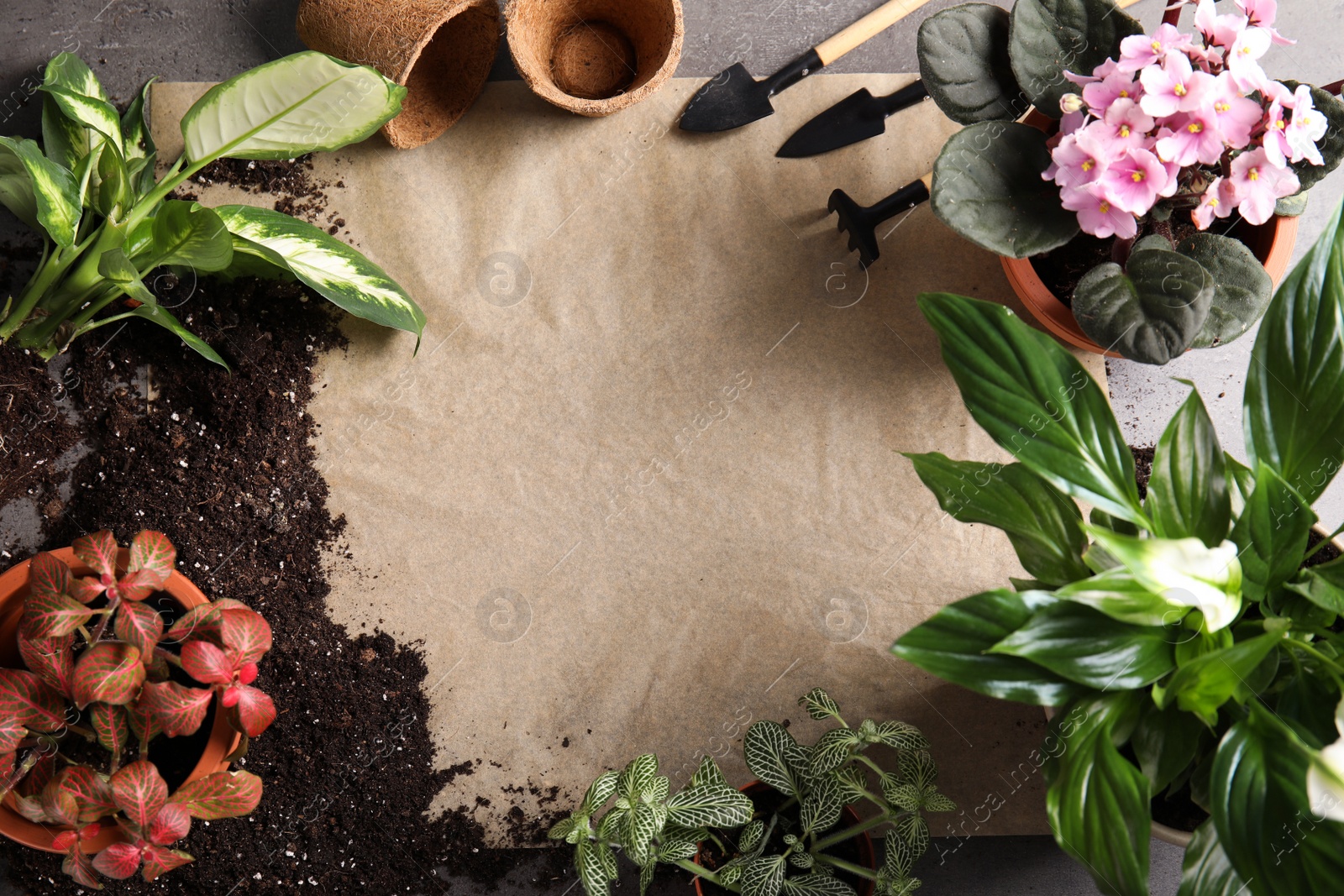 Photo of Flat lay composition with pots, home plants and gardening tools on grey background. Space for text