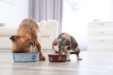 Photo of Adorable dog and cat eating pet food together at home. Friends forever