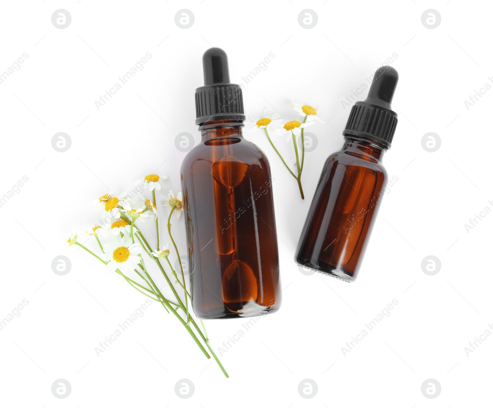 Photo of Bottles of essential oil and fresh chamomiles isolated on white, top view