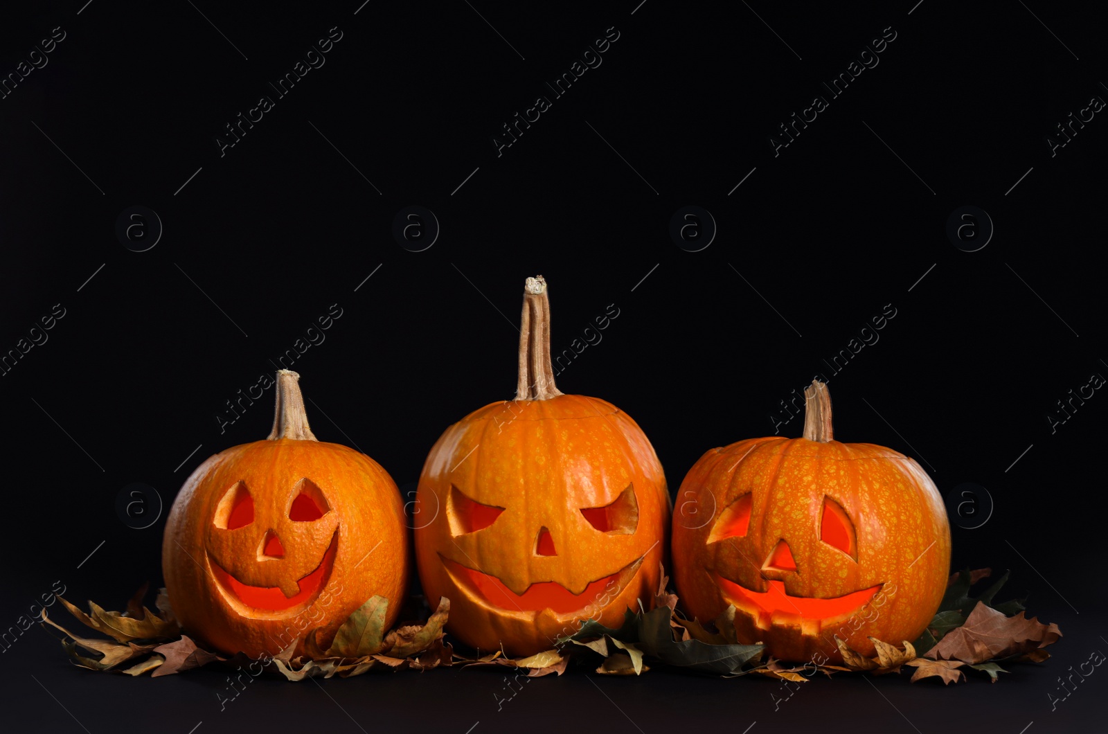 Photo of Pumpkin heads with autumn leaves on black background. Jack lantern - traditional Halloween decor