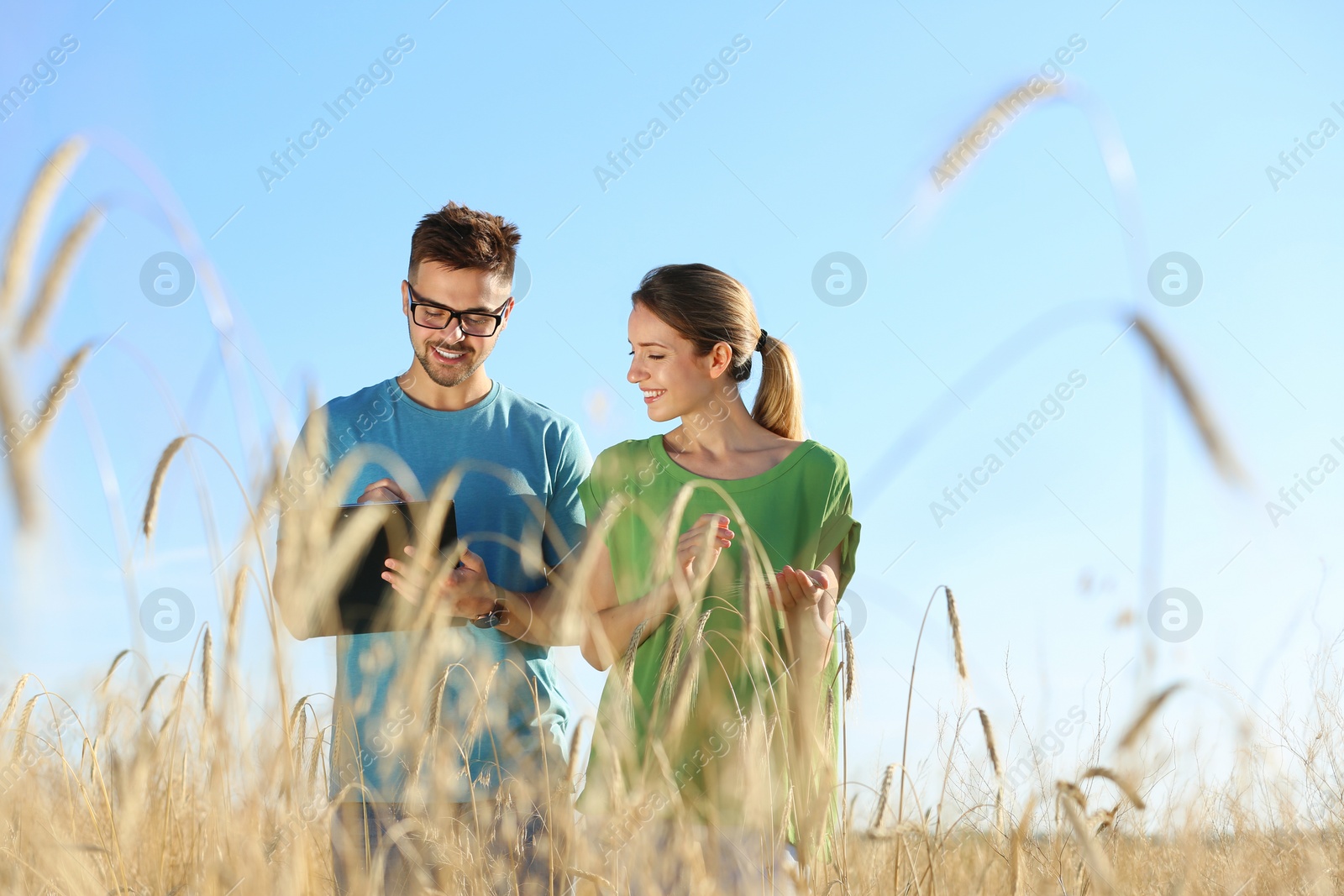 Photo of Agronomists in wheat field, space for text. Cereal grain crop