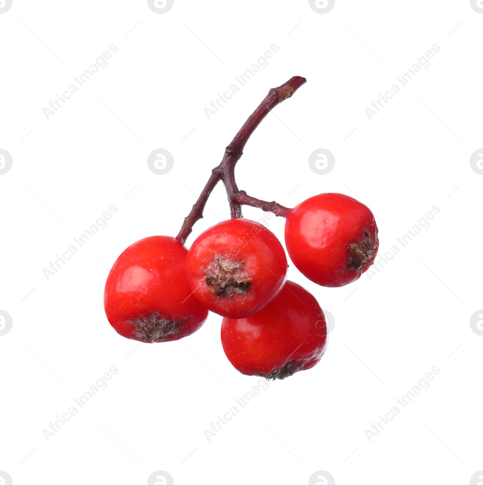 Photo of Bunch of ripe rowan berries on white background