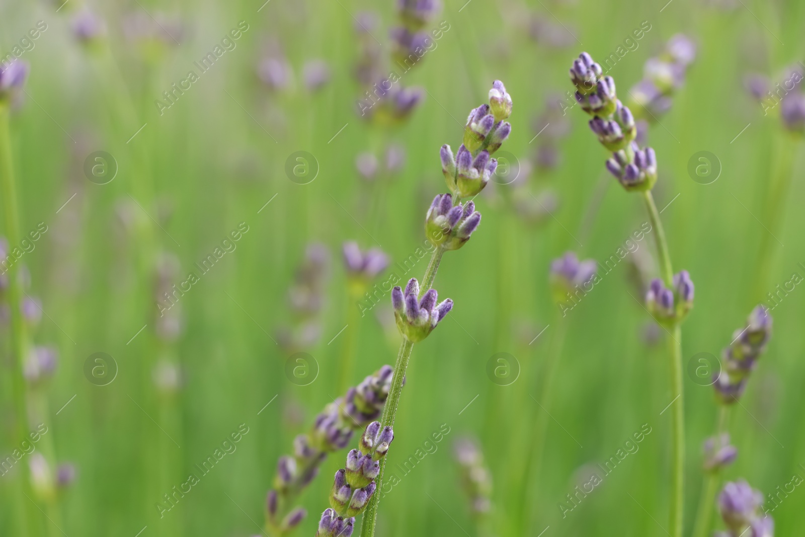 Photo of Beautiful lavender on blurred background, closeup. Space for text