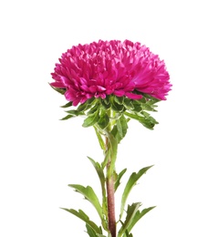 Beautiful bright aster flower on white background