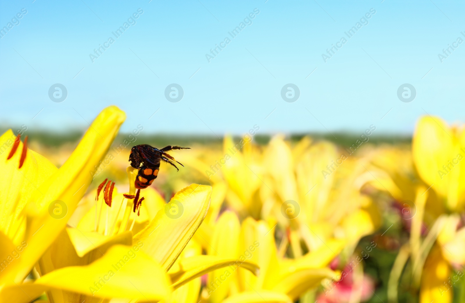 Photo of Beautiful bright yellow lilies growing at field on sunny day. Space for text