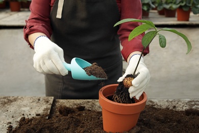 Photo of Woman potting seedling in greenhouse, closeup. Home gardening