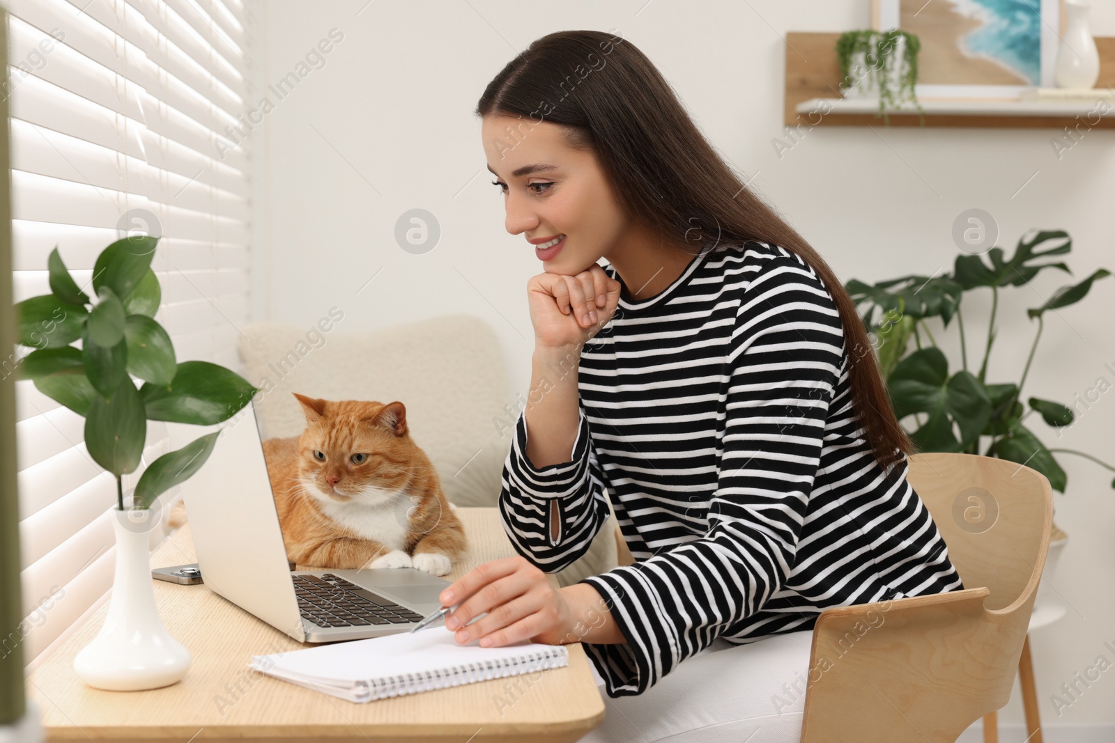 Photo of Happy woman working with laptop at home. Cute cat lying on wooden desk near owner