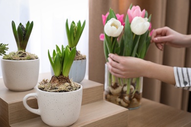 Photo of Woman checking beautiful tulips with bulbs indoors, closeup