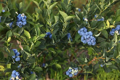 Photo of Bush of wild blueberry with berries growing outdoors