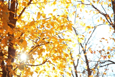 Photo of Tree in park, focus on sunlit autumn leaves