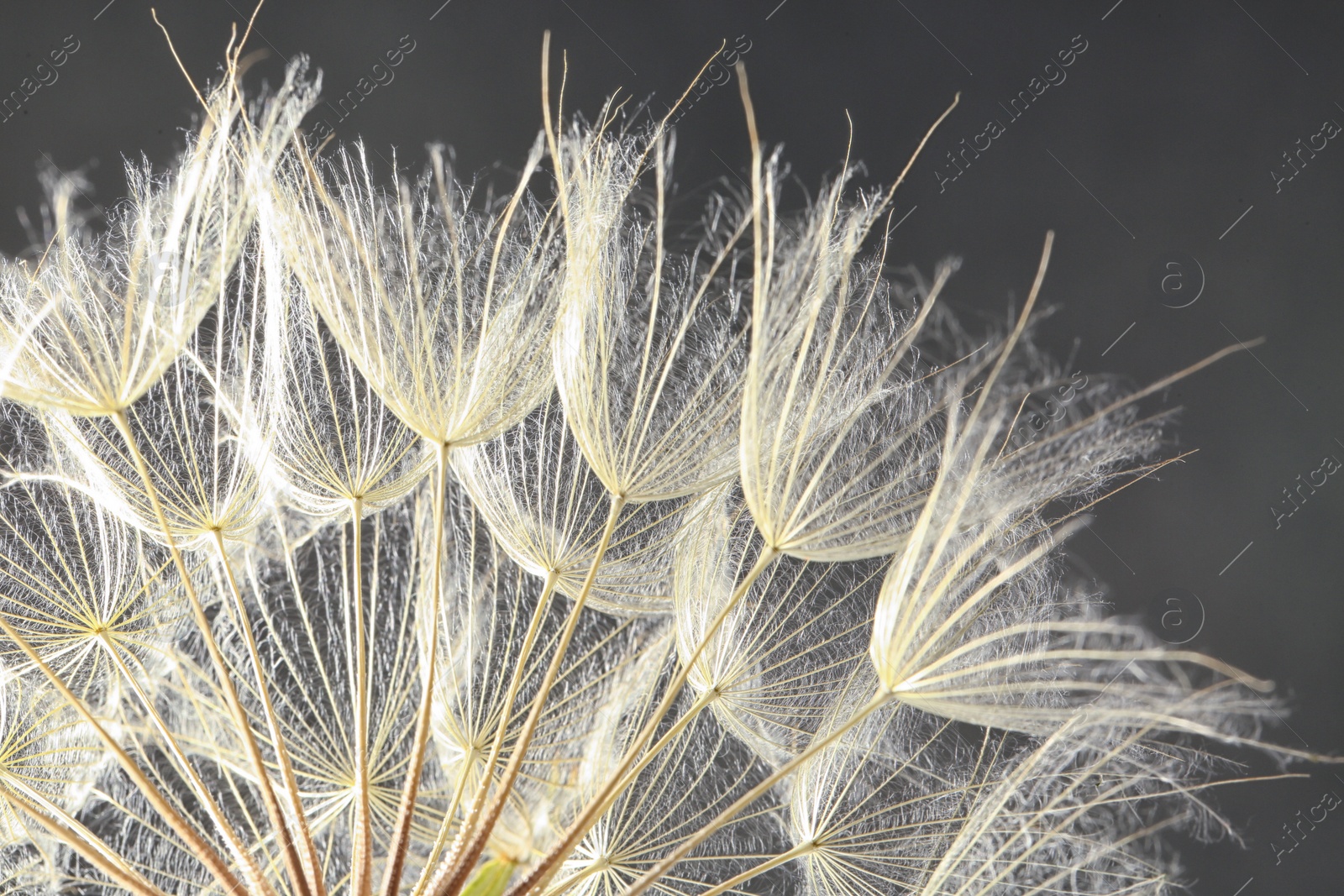 Photo of Dandelion seeds on grey background, close up