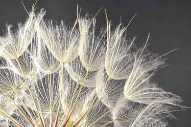 Photo of Dandelion seeds on grey background, close up