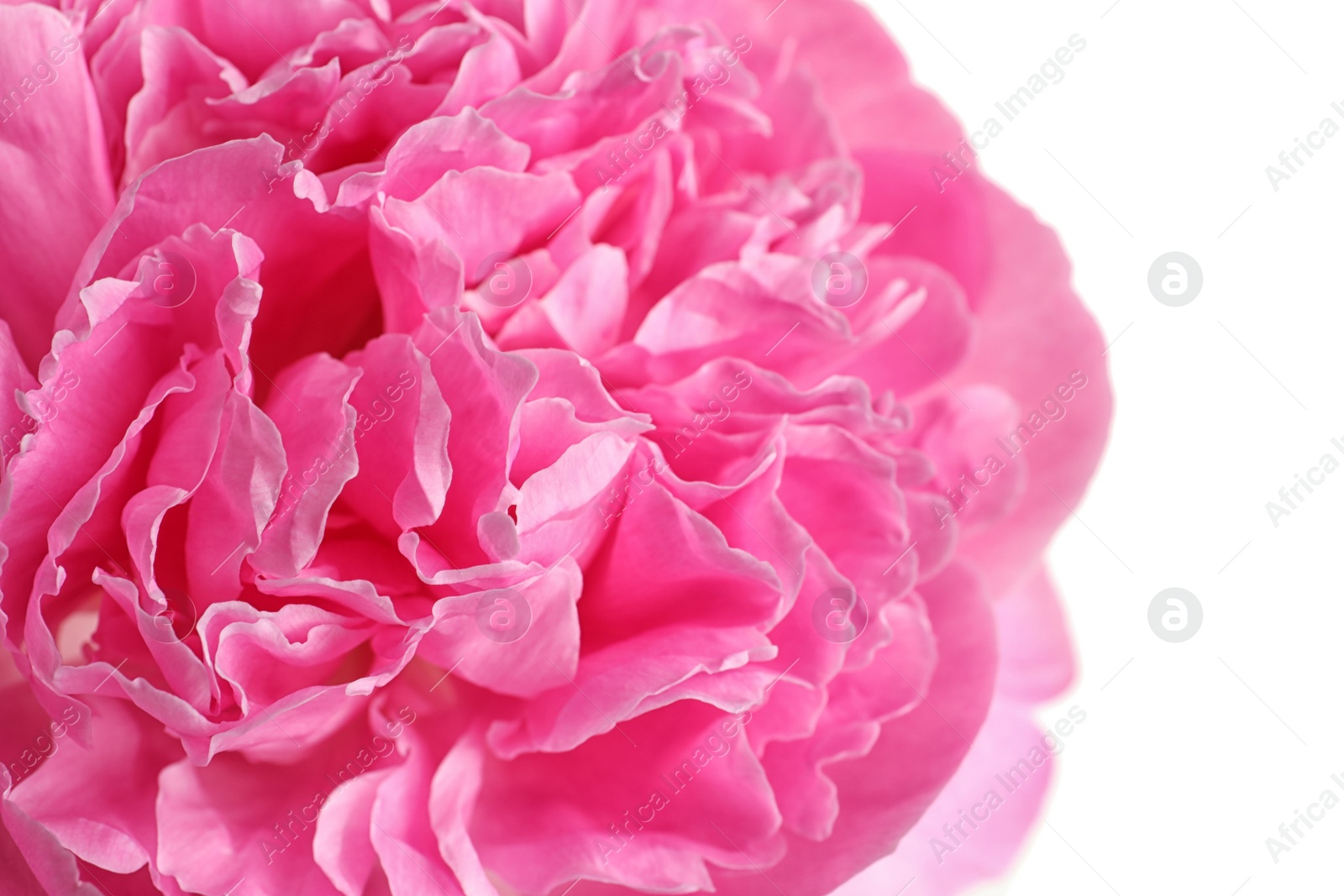 Photo of Beautiful fresh peony flower on white background, closeup