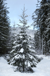 Photo of Young fir tree covered with snow in winter forest