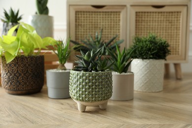 Many beautiful potted plants on floor indoors. Floral house decor