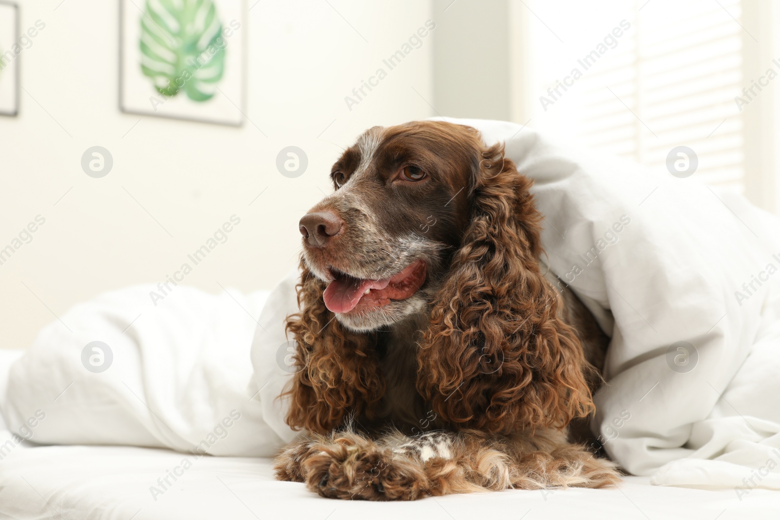 Photo of Adorable dog covered with blanket at home