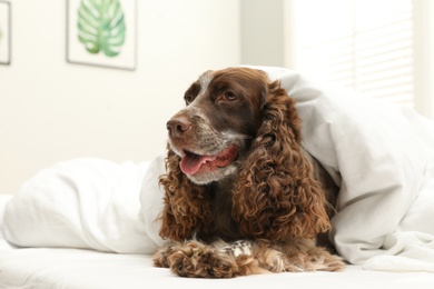 Adorable dog covered with blanket at home