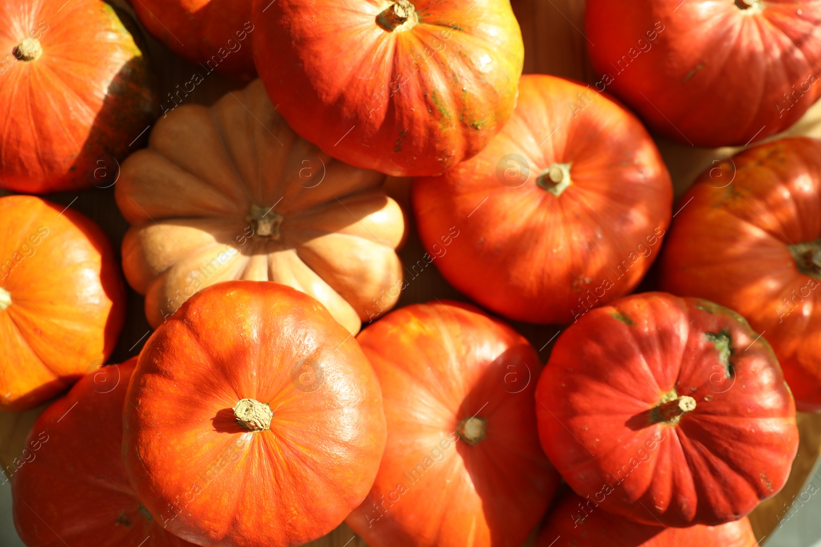 Photo of Many ripe orange pumpkins as background, closeup