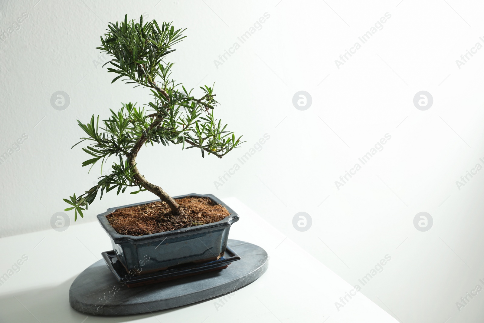 Photo of Japanese bonsai plant on white background, space for text. Creating zen atmosphere at home