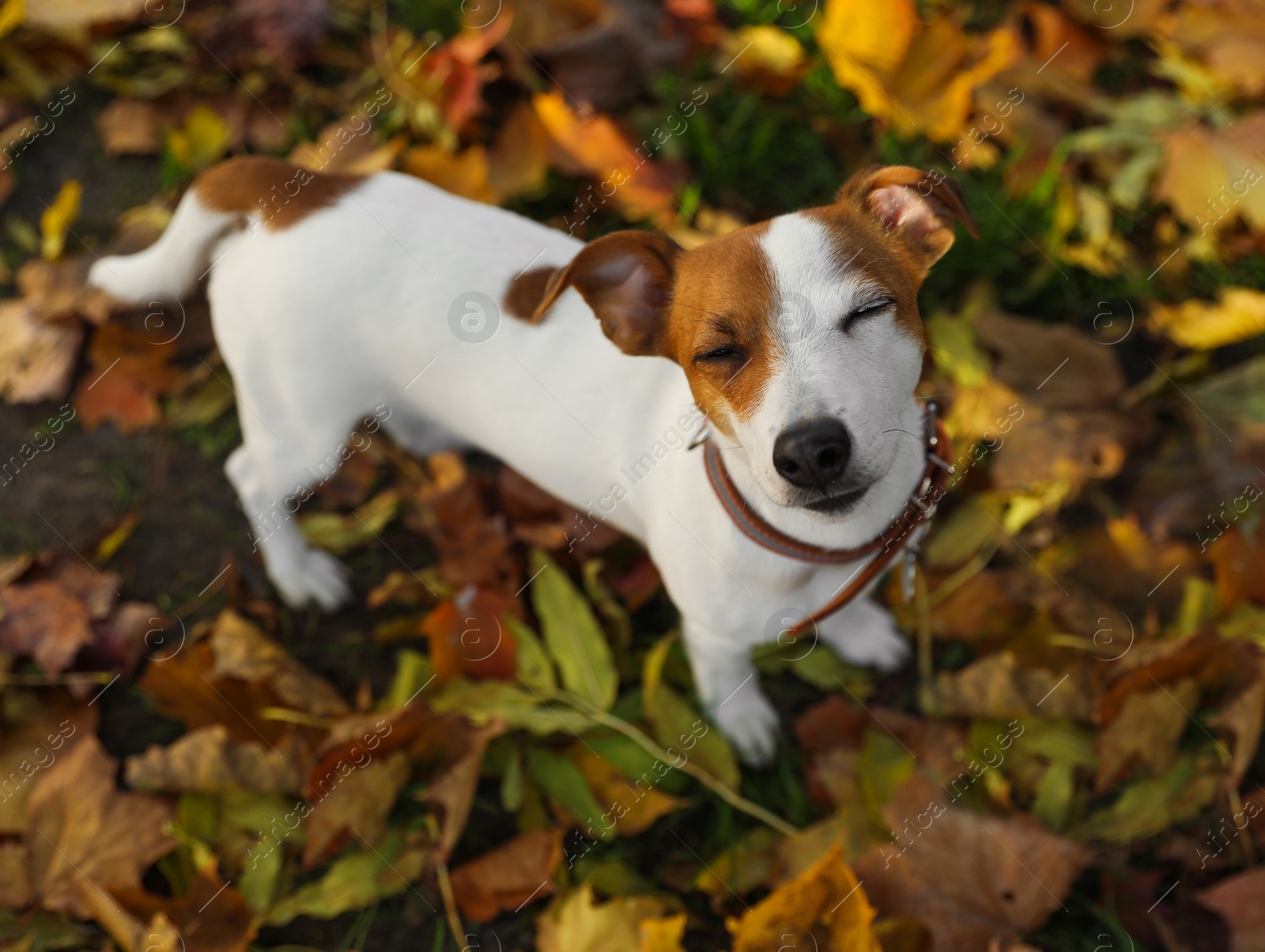 Photo of Beautiful Jack Russell Terrier in dog collar on fallen leaves outdoors