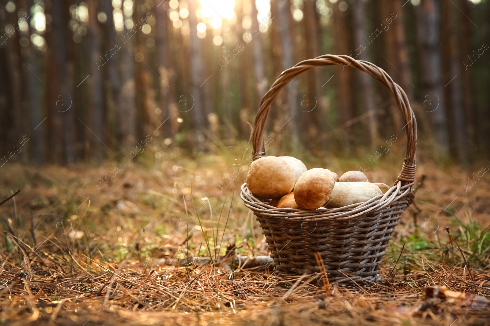 Photo of Basket full of fresh porcini mushrooms in forest