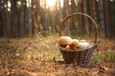 Photo of Basket full of fresh porcini mushrooms in forest