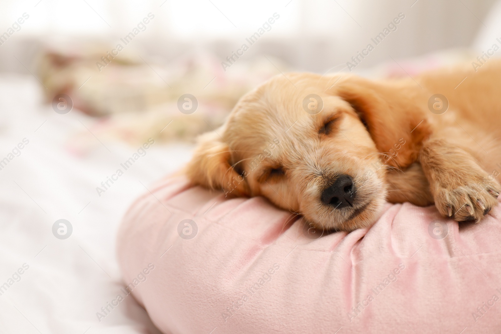 Photo of Cute English Cocker Spaniel puppy sleeping on pillow indoors