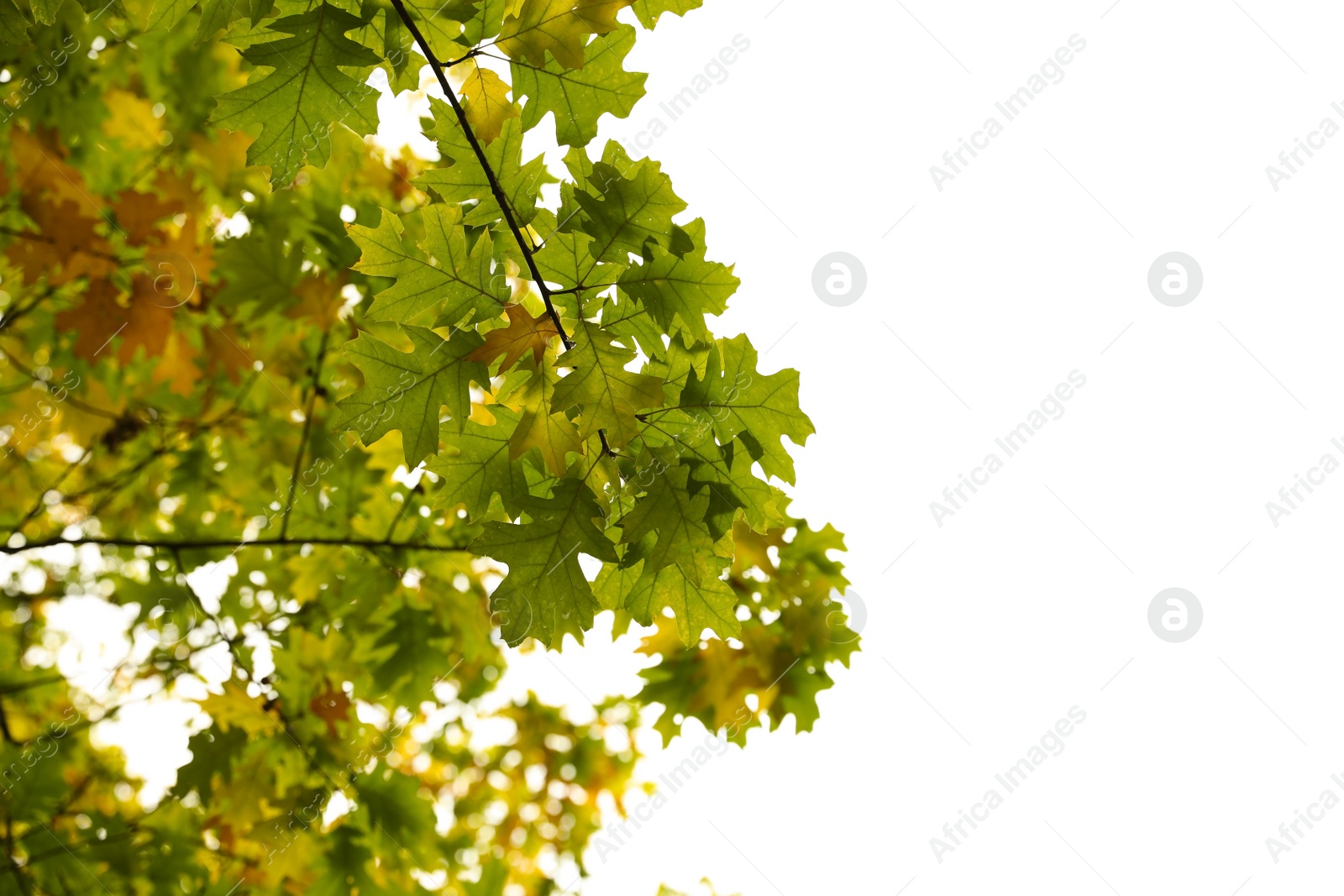 Photo of Beautiful trees with bright leaves against sky on autumn day, low angle view