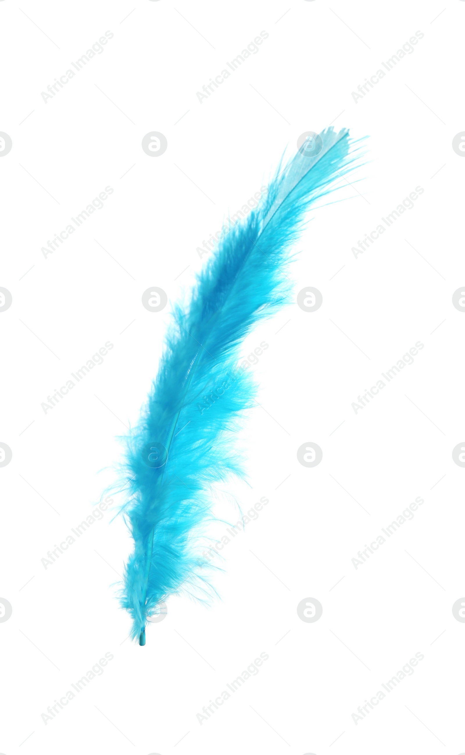 Photo of Beautiful light blue feather isolated on white