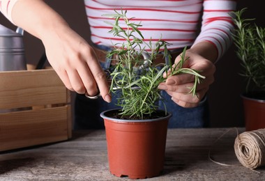 Photo of Woman cutting rosemary at wooden table, closeup